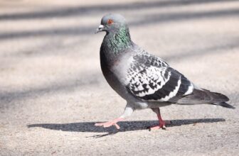 Pigeon Suspected of Being Chinese language Spy Launched From Captivity