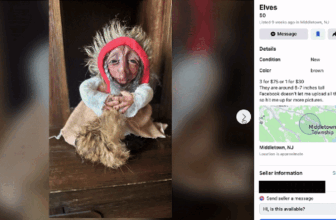 Fb Market Is a Surreal Nightmare. These Are the Most Unhinged Listings