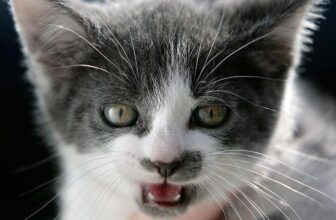 A Cat Lined in Poisonous Chemical compounds Is Terrorizing Japan