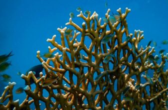 Metal Frames Revive Useless Coral Reef
