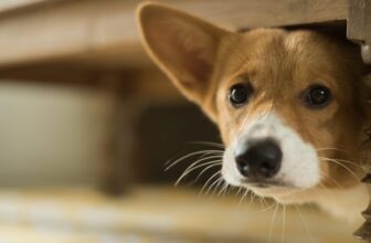 A Canine-Killing Worm Is on the Unfastened in California