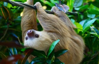 Slerf Reveals the Crypto Crowd’s Requirements Are Decrease Than Ever